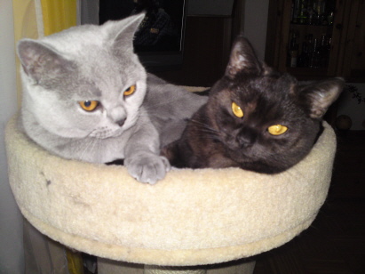 Arwen und Alexis beim kuscheln
