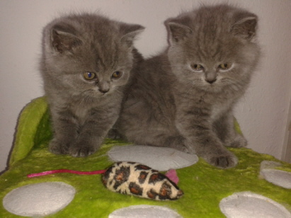 schau mal ne Maus schau mal ne Maus