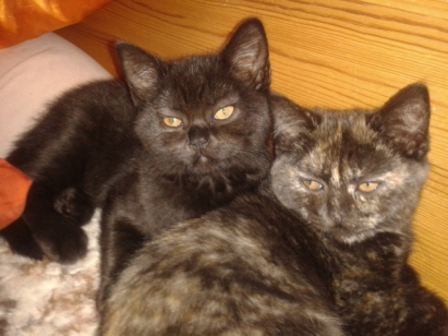 Holly,Harley. 10 Wochen alt Holly,Harley. 10 Wochen alt