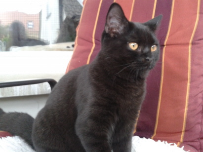 Holly, black Holly, black