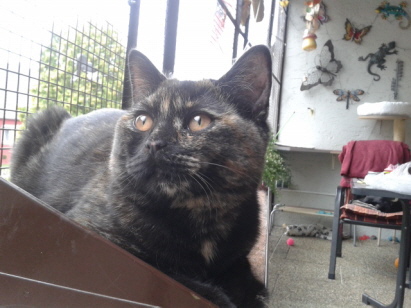 Harley, black-tortie Harley, black-tortie