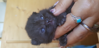 klein Idefix 8 Tage alt klein Idefix 8 Tage alt