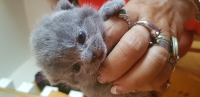 Die kleine Ida Die kleine Ida