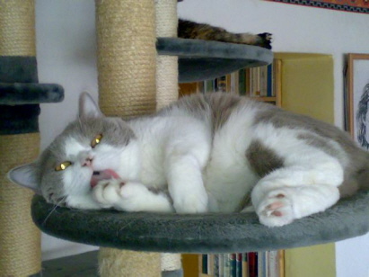 Britenkater Legolas