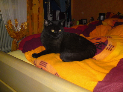 Benita ist ein wundersch&ouml;nes, eigenwilliges Katzenm&auml;dchen