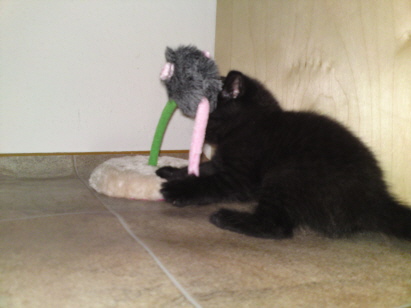Komm her du Maus
