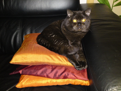 Prinz auf der Erbse Prinz auf der Erbse