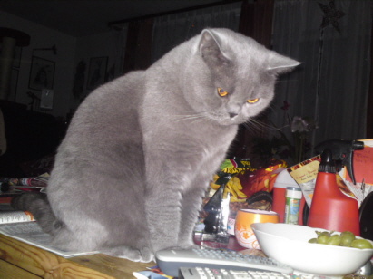 amelie