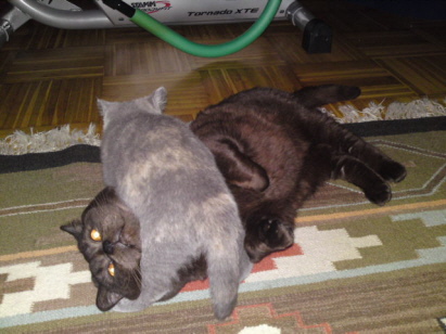 ich bin eine Vampirkatze