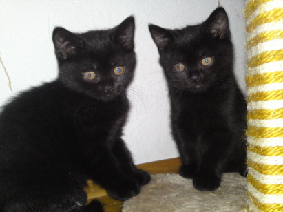 Enzo, Evita
