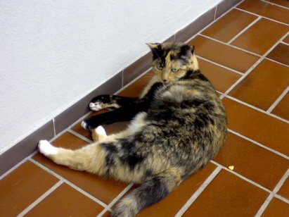 Unser Findel-Katzenm&auml;dchen Hermine