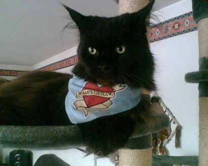Maincoon Kater Bones