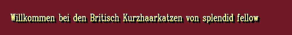 Zuchtkater - bkh-von-splendid-fellow.com Zuchtkater - bkh-von-splendid-fellow.com